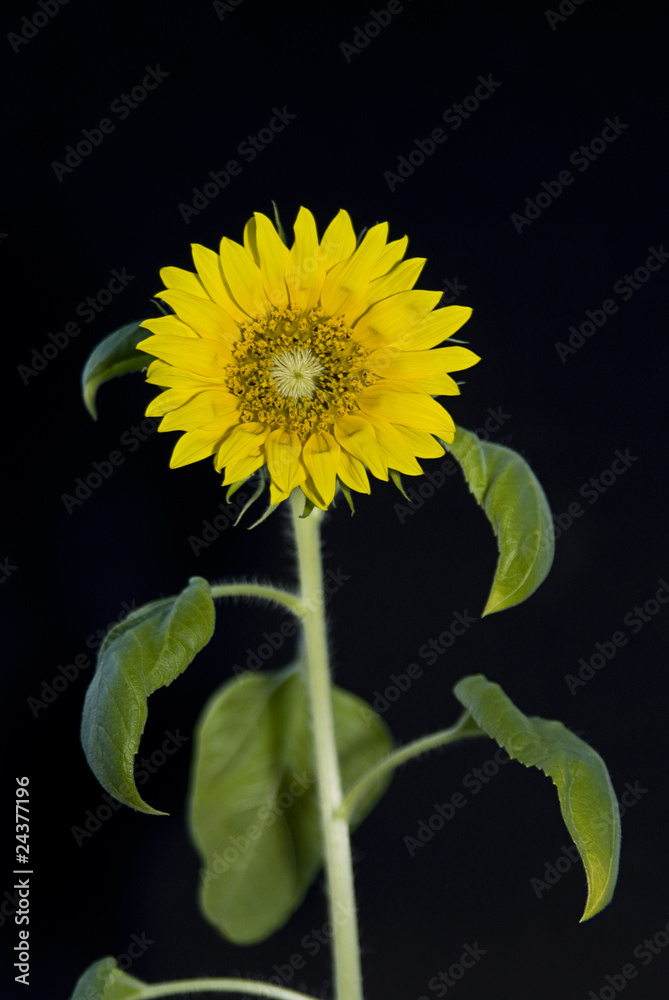 Obraz premium Sonnenblume