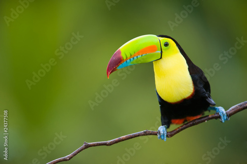Keel Billed Toucan, from Central America. © buteo