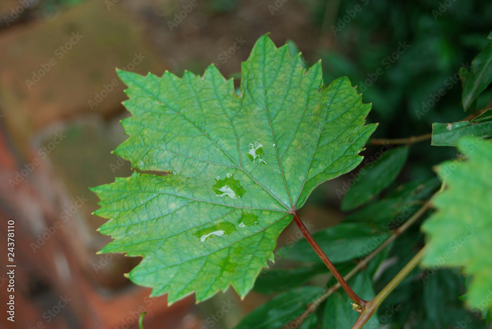 grape leaf grape leaf