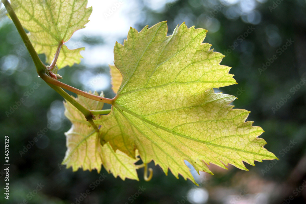 grape leaf