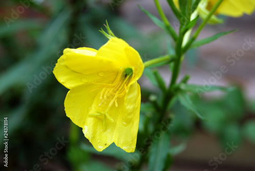 evening primrose