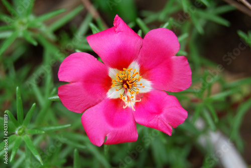 portulaca