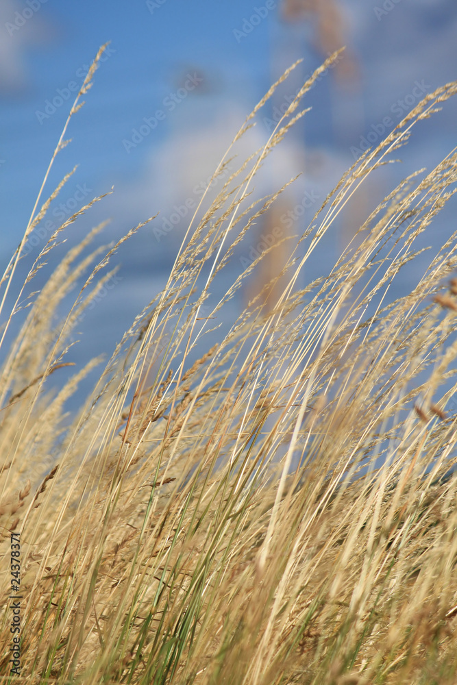 Fototapeta premium Gräser im Wind