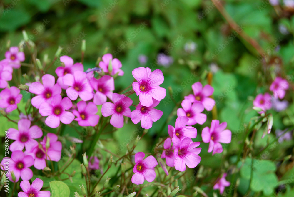 Red Woodsorrel