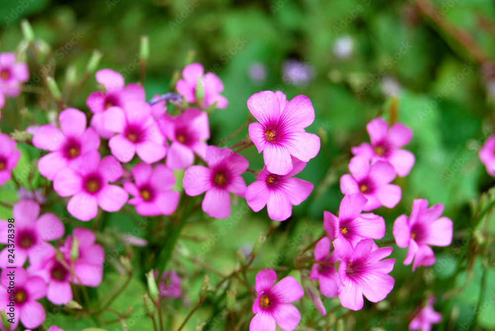Red Woodsorrel Red Woodsorrel