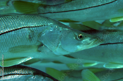 Common Snook-Centropomus undecimalis