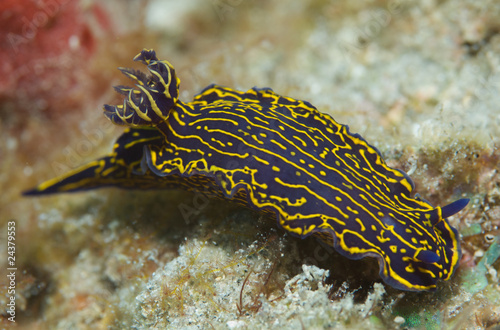 Florida Regal Sea Goddess-Hypselodoris edenticulata