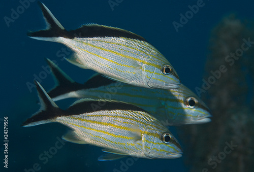 Cottonwick Grunts-Haemulon melanurum photo