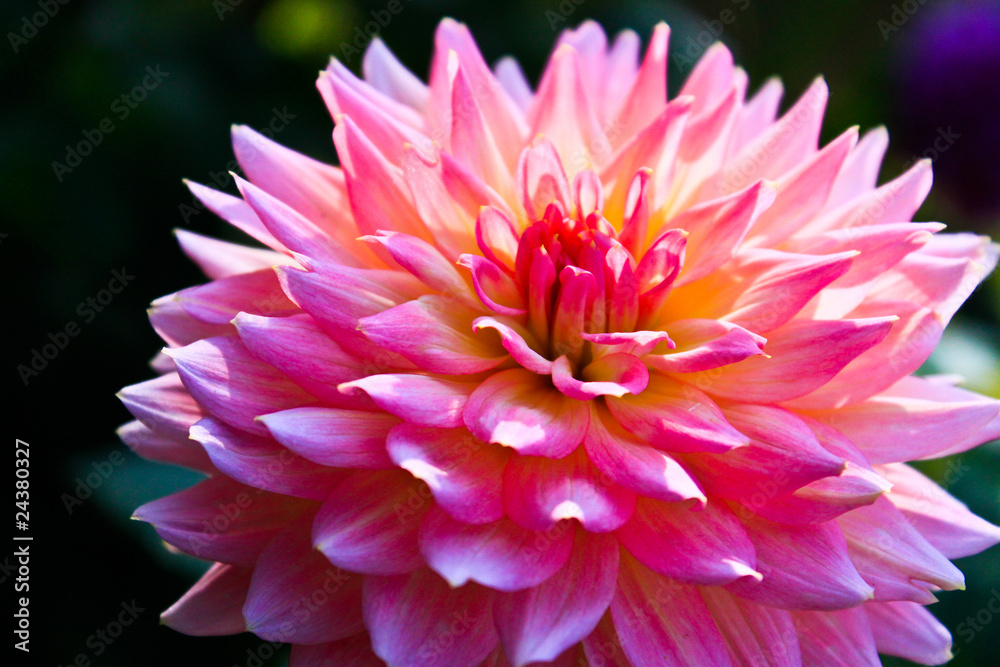 Pink Marigold