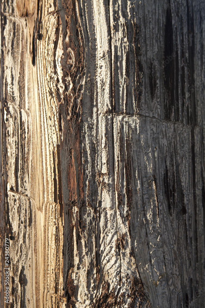 Obraz premium Weathered Telephone Pole