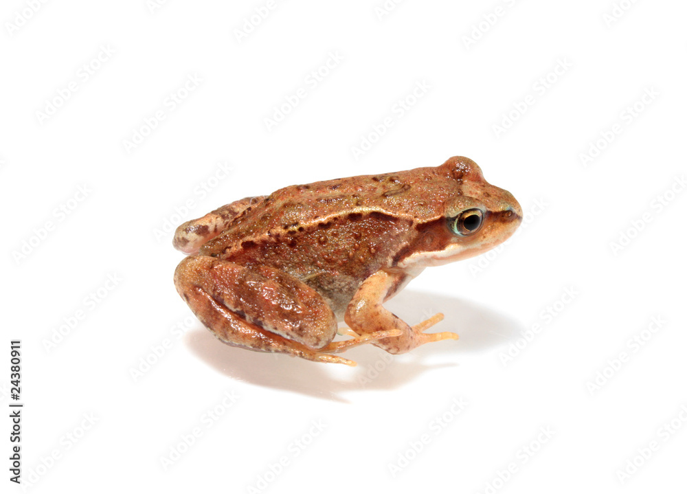 Fototapeta premium frog, isolated.
