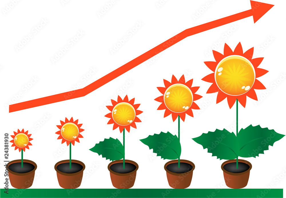 Obraz premium rapid growth sunflowers