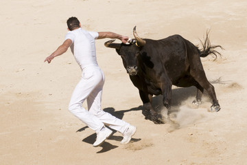 Poster Stierenvechten Camarguaise race met witte raseteur  © Philophoto