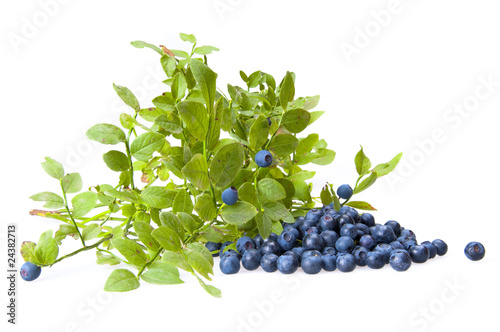 Slika na platnu Bilberries and the branch of an bilberry bush
