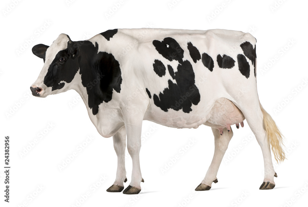 Holstein cow, 5 years old, standing in front of white background Holstein cow, 5 years old, standing in front of white background