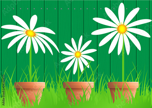 camomles on background fence