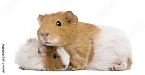 Guinea pig and her baby in front of white background