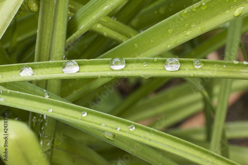 Dew Drops on the green Grass