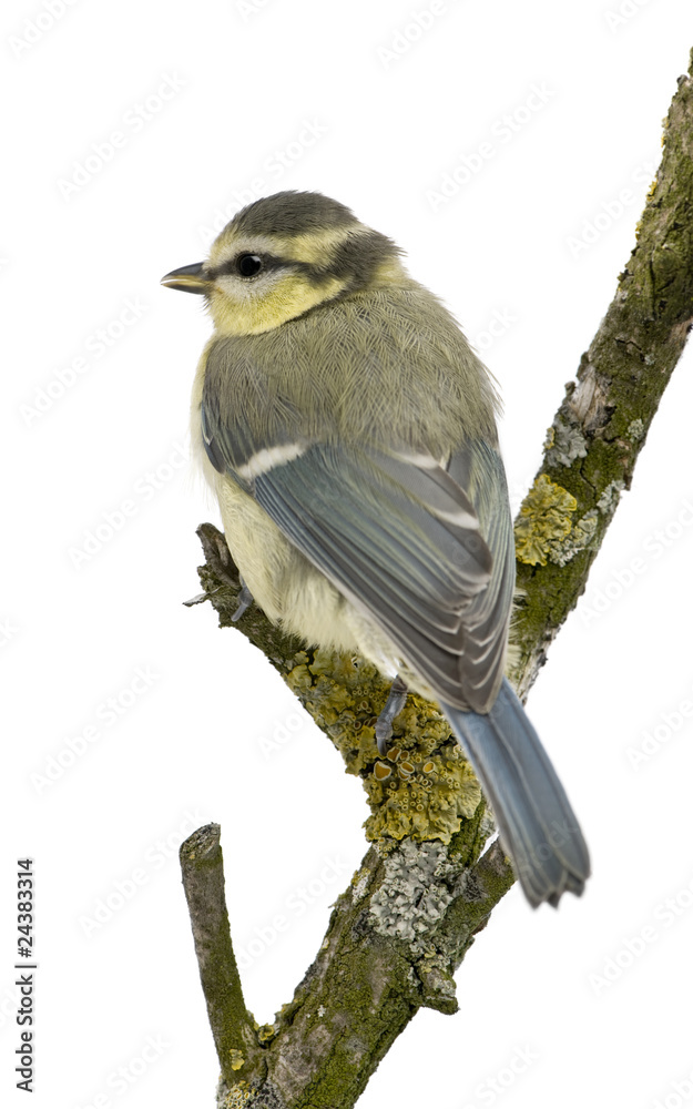 Naklejka premium Young Blue Tit, Cyanistes caeruleus, 45 days old, perched