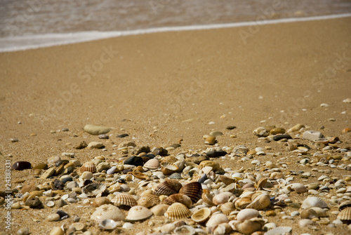 Muscheln am Strand