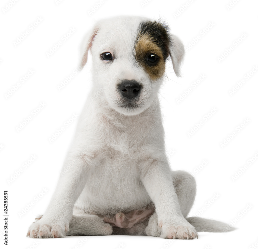 Parson Russell Terrier puppy sitting