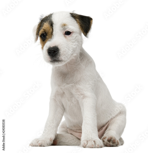 Parson Russell Terrier puppy sitting © Eric Isselée