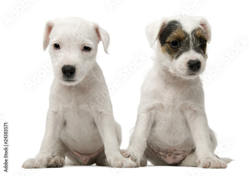 Parson Russell Terrier puppies sitting