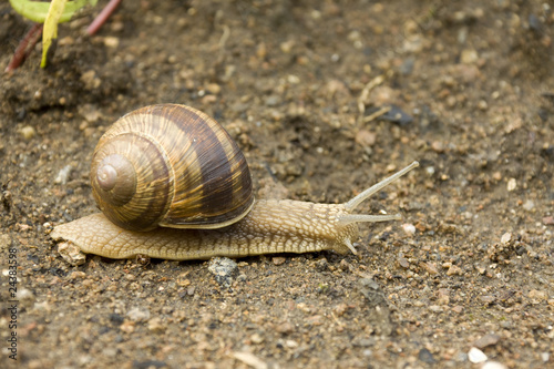 Detail of the Snail on the Earth