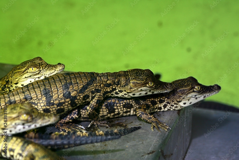 Naklejka premium bébs crocodiles