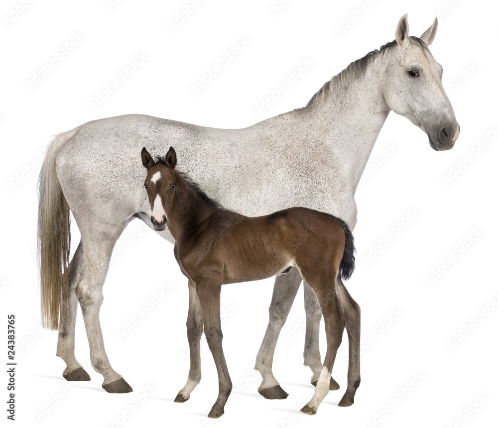 Mare and her foal, 14 years old and 20 days old, standing