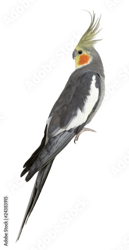 Cockatiel  Nymphicus hollandicus  perched