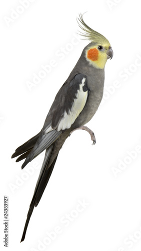 Cockatiel, Nymphicus hollandicus, perched