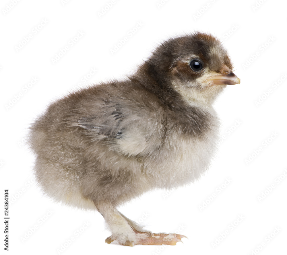 Obraz premium Baby chick standing in front of white background