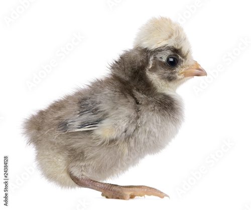 Baby chick standing in front of white background