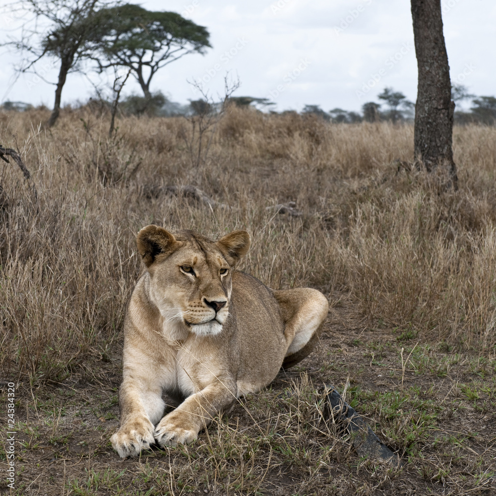 Lioness lying in bush of Serengeti, Tanzania, Africa Lioness lying in bush of Serengeti, Tanzania, Africa
