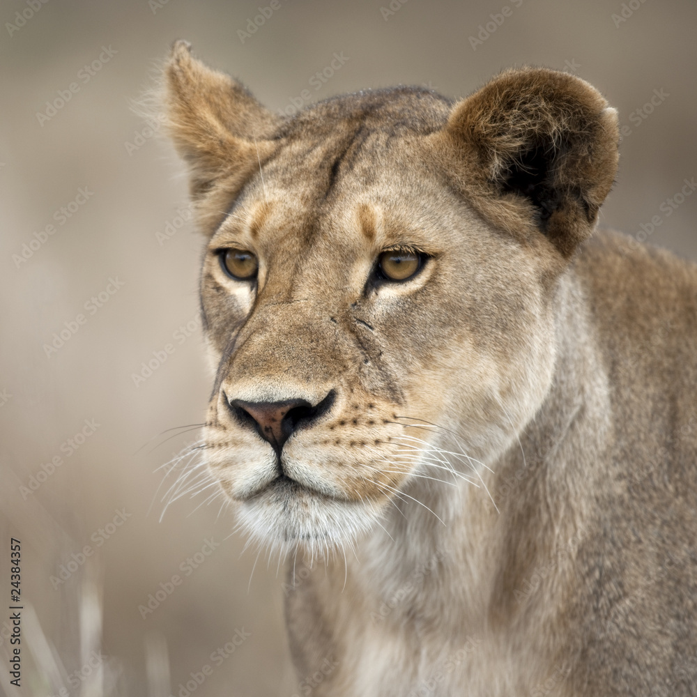 Close-up of Lioness in Serengeti, Tanzania, Africa Close-up of Lioness in Serengeti, Tanzania, Africa