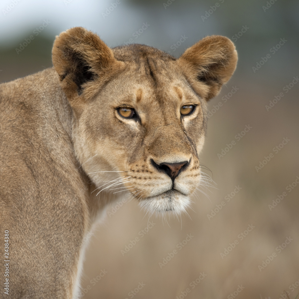 Naklejka premium Close-up of Lioness in Serengeti, Tanzania, Africa