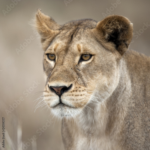 Close-up of Lioness in Serengeti, Tanzania, Africa
