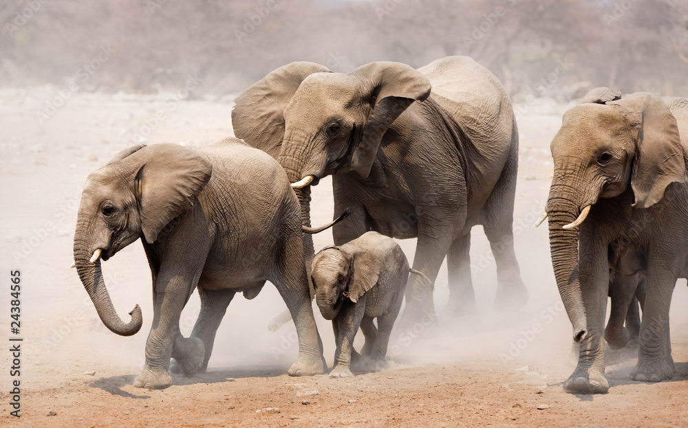 Fototapeta premium Elephant herd