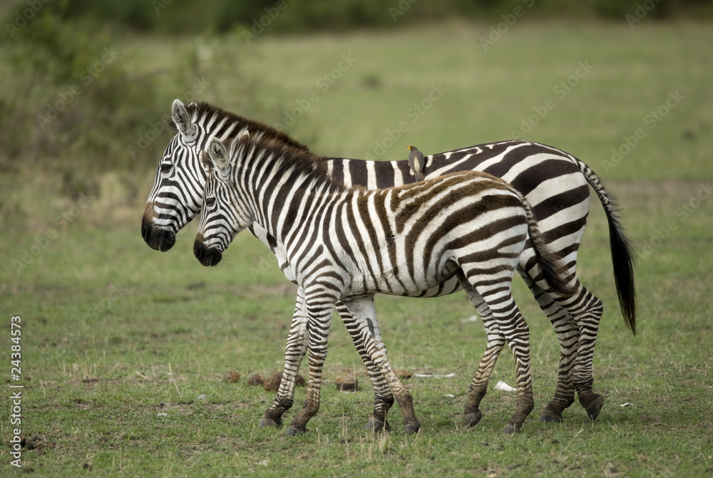 Zebra in Serengeti, Tanzania, Africa Zebra in Serengeti, Tanzania, Africa