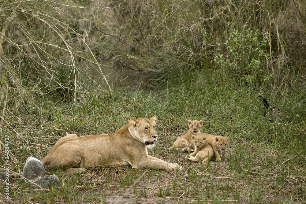 Lioness and her cubs in Serengeti, Tanzania, Africa Lioness and her cubs in Serengeti, Tanzania, Africa