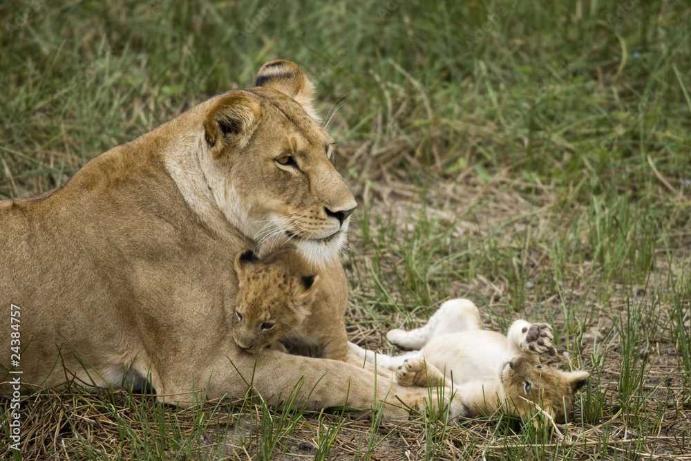 Lioness and her cubs in Serengeti, Tanzania, Africa Lioness and her cubs in Serengeti, Tanzania, Africa