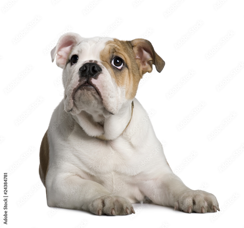 English Bulldog puppy, 3 months old, lying