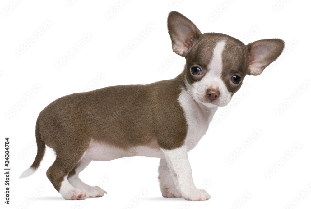 Chocolate and white Chihuahua puppy, 8 weeks old, standing Chocolate and white Chihuahua puppy, 8 weeks old, standing