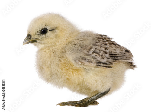 Chick, 1 week old, standing in front of white background