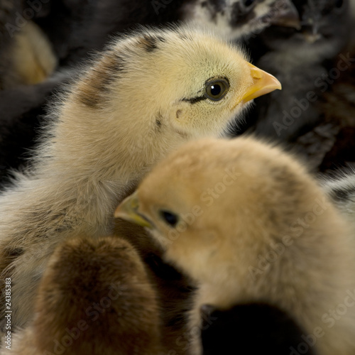 Close-up of group of chicks