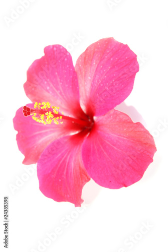 Kamla s hibiscus of bliss