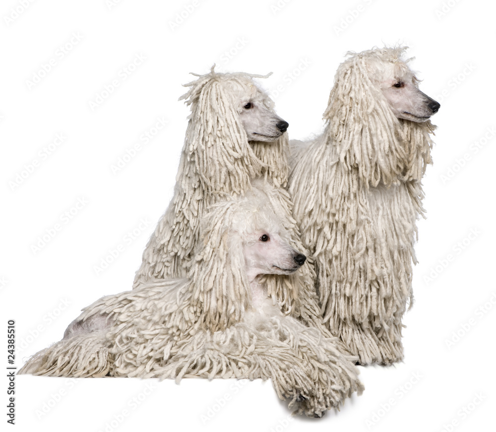 Three White Corded standard Poodles in front of white background