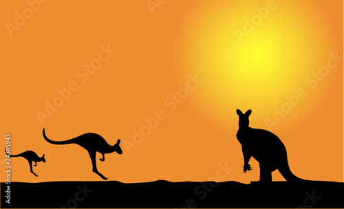 kangaroo on the sunset
