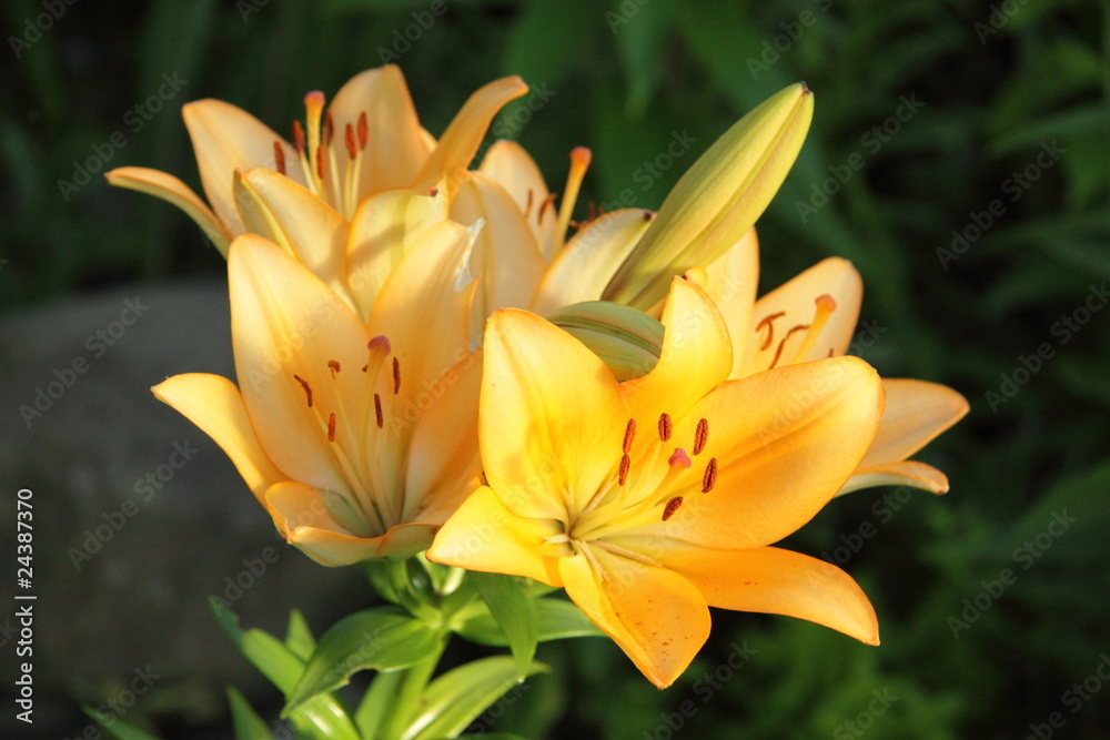 Lily Lily